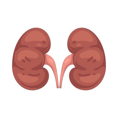 İnsan böbreği, atıkları ve kandaki fazla sıvıları filtreleyen bir organdır..