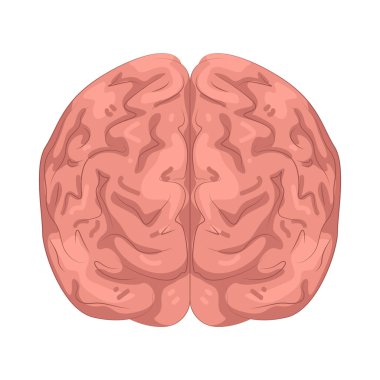 İnsan beyni, sinir sisteminin merkezi organıdır. Düşünceleri, hafızayı, hareketleri ve duyguları kontrol eder..