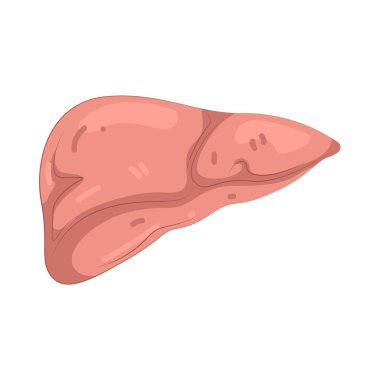 İnsan karaciğeri besinleri işleyen, maddeleri detoks eden ve sindirime yardımcı olan hayati bir organdır..