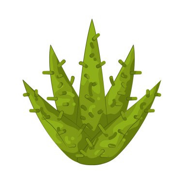 Aloe Vera genellikle güneşe maruz kalmış deriyi sakinleştirmek için kullanılan yatıştırıcı bir bitkidir..