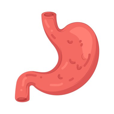 İnsan midesi yiyeceği parçalayan ve besin emilimine yardımcı olan bir sindirim organıdır..