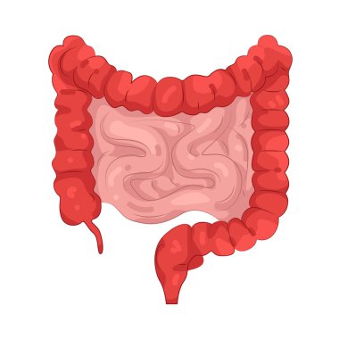 İnsan bağırsakları besinleri absorbe eden ve yiyeceklerden atıkları çıkaran sindirim organlarıdır..
