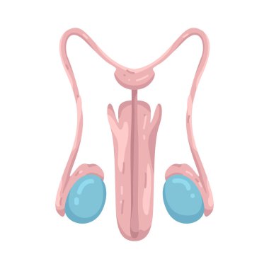Erkek Üreme Sistemi, üreme ve hormon üretiminde rol alan bir organ grubudur..