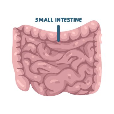 İnce bağırsaklar en fazla besin emiliminin olduğu sindirim organlarıdır..