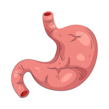 İnsan midesi besinleri sindiren ve emen bir organdır..