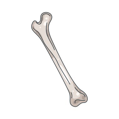 İnsan kemikleri iskeleti oluşturur, vücuda yapı ve koruma sağlar..