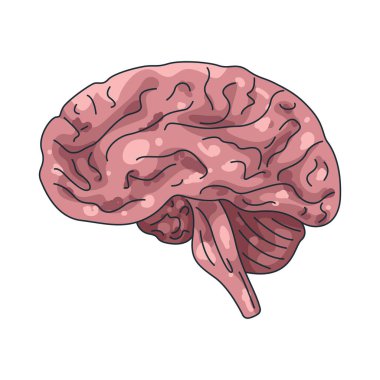 İnsan beyni sinir sisteminin kontrol merkezidir. Düşünce ve koordinasyondan sorumludur..
