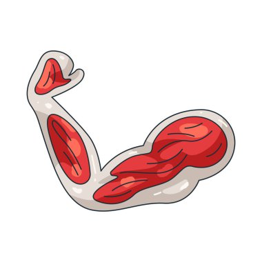 İnsan kasları hareket, güç ve vücut desteğinden sorumlu dokulardır..