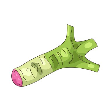 Wasabi kökü baharat olarak kullanılan yeşil bir köktür..