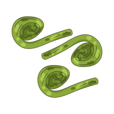 Fiddlehead eğreltiotu, sebze gibi yenen genç ve sarmalanmış bir eğrelti otudur..