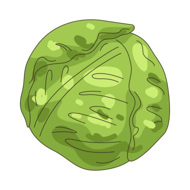 Lahana genellikle salatalarda, çorbalarda ve kızartmalarda kullanılan yapraklı bir sebzedir..