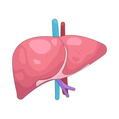 İnsan karaciğeri besinleri işler ve vücuttaki toksinleri temizler..