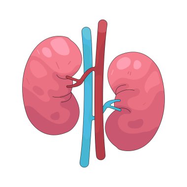 İnsan böbreği kandaki atık ve fazla sıvıyı filtreler..