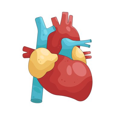 İnsan kalbi tüm vücuda kan pompalayan kaslı bir organdır..