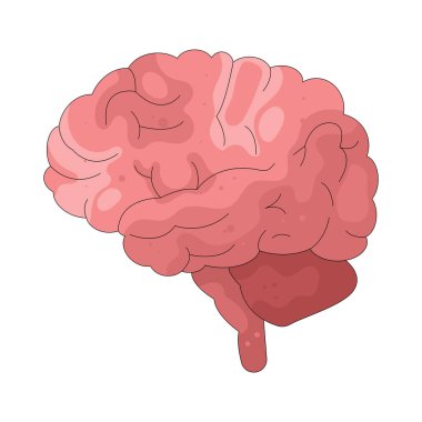 İnsan beyni düşünceleri, hafızayı, duyguları ve vücut fonksiyonlarını kontrol eder..