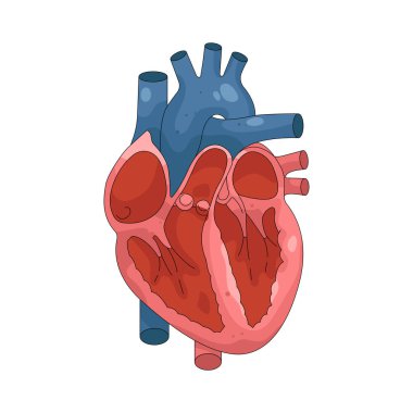 İnsan kalbi, tüm vücuda kan pompalayan, dokulara oksijen ve besin sağlayan ve atık ürünleri yok eden kaslı bir organdır..