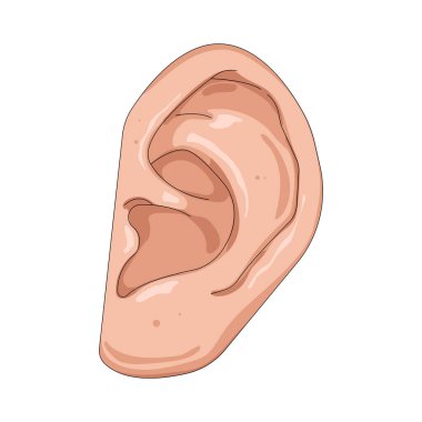 İnsan kulağı duymayı sağlar ve dengeyi sağlar..