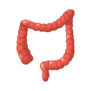 İnsan bağırsakları, besinleri absorbe eden ve atıkları işleyen sindirim sisteminin bir parçasıdır..