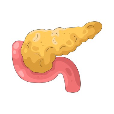 İnsan pankreası kan şekerini düzenlemek için sindirim enzimleri ve insülin üretir..