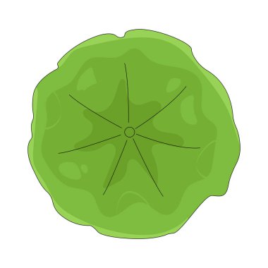 Nilüfer yaprağı, göletlerin yüzeyinde zarif bir şekilde yüzen suya dayanıklı geniş bir yapraktır..