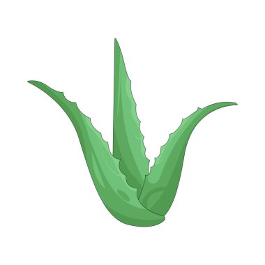 Aloe Vera, yatıştırıcı jeli ve iyileştirici özellikleriyle değeri olan kalın, etli bir bitki yaprağıdır..
