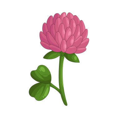 Bir yonca çiçeği, küçük kümelenmiş çiçekleriyle şansı ve refahı simgeler..