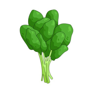 Ispanak, genellikle salatalarda ve pişmiş yemeklerde kullanılan demir ve vitamin açısından zengin yapraklı yeşil bir sebzedir..