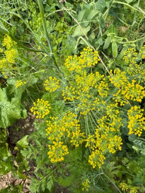 Dereotu çiçeklerini ve yapraklarını bahçeye kapatın, organik tarım, yiyecek konsepti