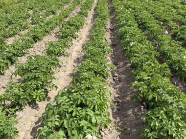 Tarlada yetişen yeşil patates bitkilerinin beyaz çiçekleri görülebilir.