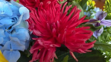 Kırmızı yıldız çiçeği ve mavi ortancayla kaplanmış renkli buket..