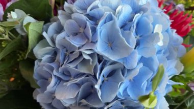 Mavi ortanca çiçeği rengarenk buketle kaplanır.