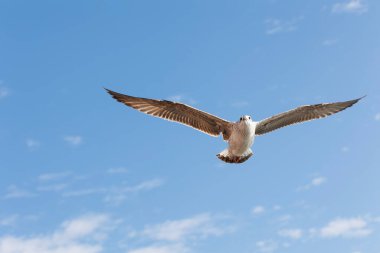 Mavi gökyüzünde uçan martı, fotoğrafa yakın çekim