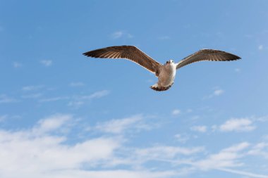 Mavi gökyüzünde uçan martı, fotoğrafa yakın çekim