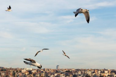 İstanbul kıyı şeridinin Bosphorus ve Anadolu tarafındaki uçan martılara yakın çekim
