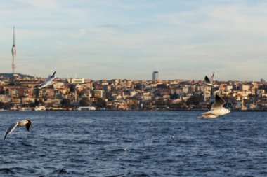 İstanbul kıyı şeridinin Bosphorus ve Anadolu tarafındaki uçan martılara yakın çekim