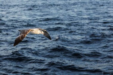 Dalgalı denizde uçan bir martının yakın çekim görüntüsü 
