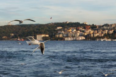 İstanbul kıyı şeridinin Bosphorus ve Anadolu tarafındaki uçan martılara yakın çekim