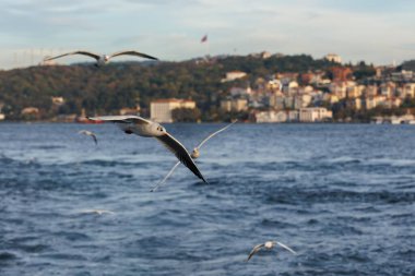 İstanbul kıyı şeridinin Bosphorus ve Anadolu tarafındaki uçan martılara yakın çekim