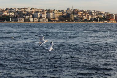 İstanbul kıyı şeridinin Bosphorus ve Anadolu tarafındaki uçan martılara yakın çekim
