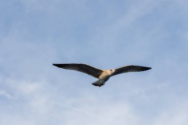 Mavi gökyüzü zemininin altında uçan bir martının yakın plan görüntüsü