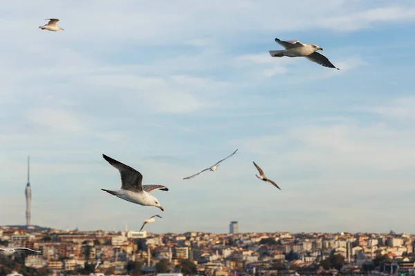 İstanbul kıyı şeridinin Bosphorus ve Anadolu tarafındaki uçan martılara yakın çekim