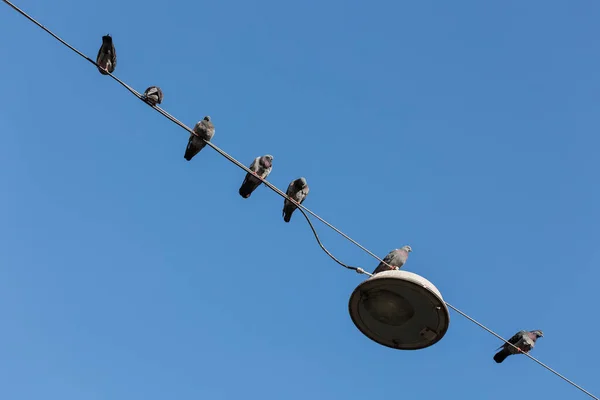 Mavi gökyüzünün altındaki elektrik telinde güvercinler