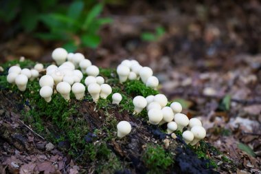 Honey mushrooms in the forest. Close-up shot. High quality photo