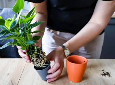 A woman planting Anthurium, close-up . High quality photo