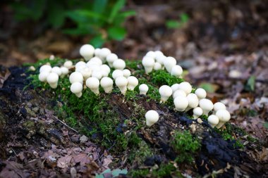 Honey mushrooms in the forest. Close-up shot. High quality photo