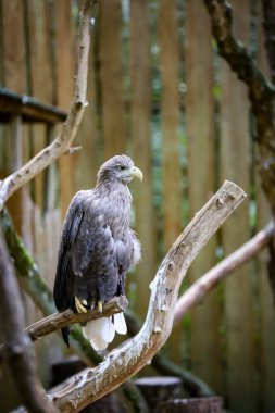 Hayvanat bahçesi Haliaeetus albicilla 'sında beyaz kuyruklu kartala yaklaş. Yüksek kalite fotoğraf