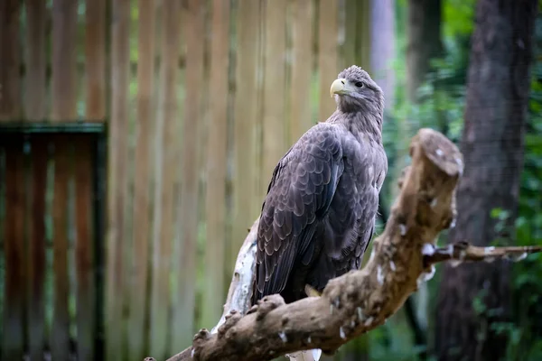 Close up of a white-tailed eagle in the zoo Haliaeetus albicilla. High quality photo