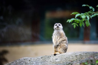 Hayvanat bahçesindeki sevimli ve komik mirket. Yüksek kalite fotoğraf