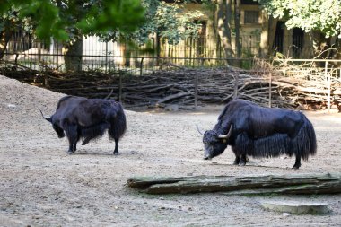 Hayvanat bahçesinde iki vahşi siyah öküz. Yüksek kalite fotoğraf
