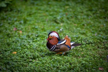 Parktaki yeşil çimlerin üzerinde yürüyen güzel mandalina ördeği.. 